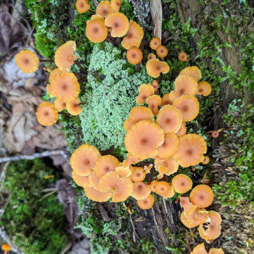 Orange mushrooms on tree stump